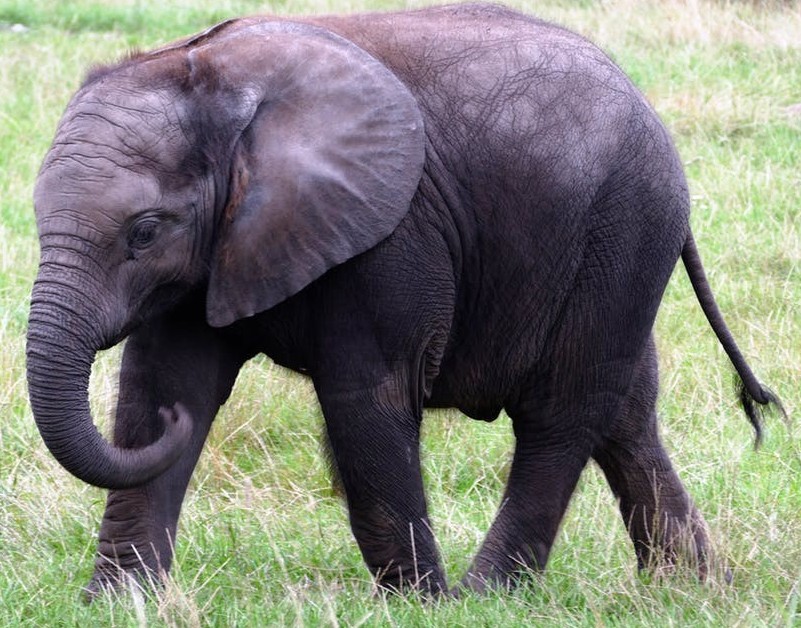 A young elephant