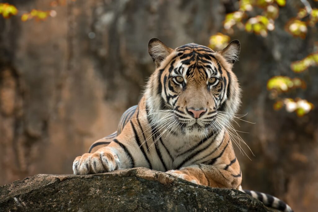 Tiger sitting watching