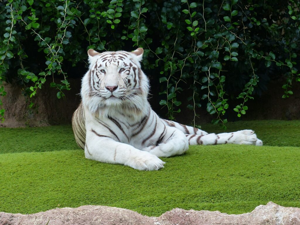 White tiger laying down