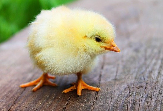 A chick