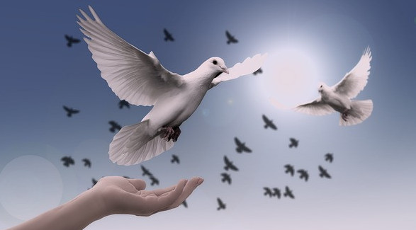 Dove Symbol of Peace