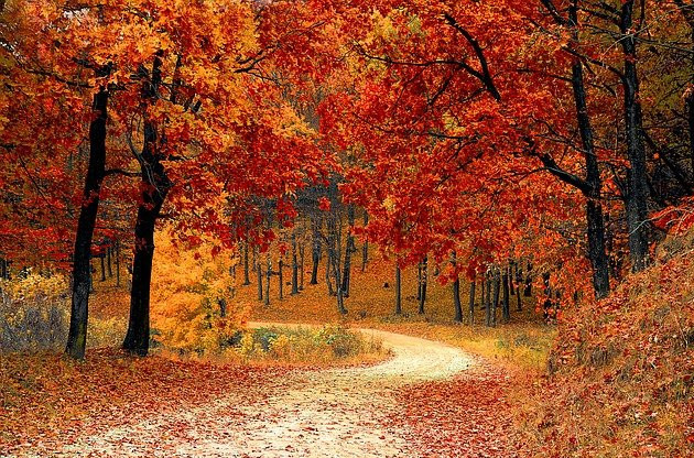 Autumn trees and a windy path
