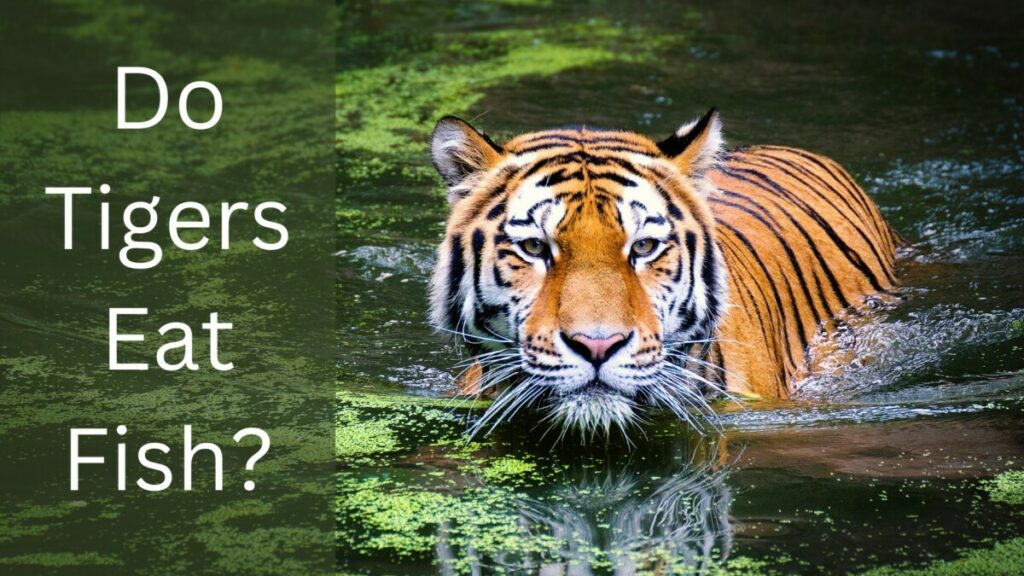 Do Tigers Eat Fish?