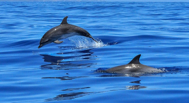 Dolphins Hunting