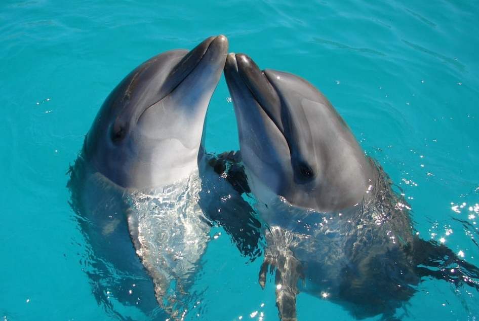 Dolphins touch
