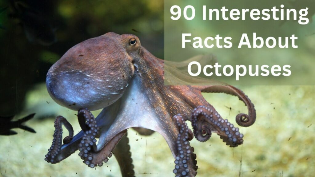 90 Interesting Facts About Octopuses