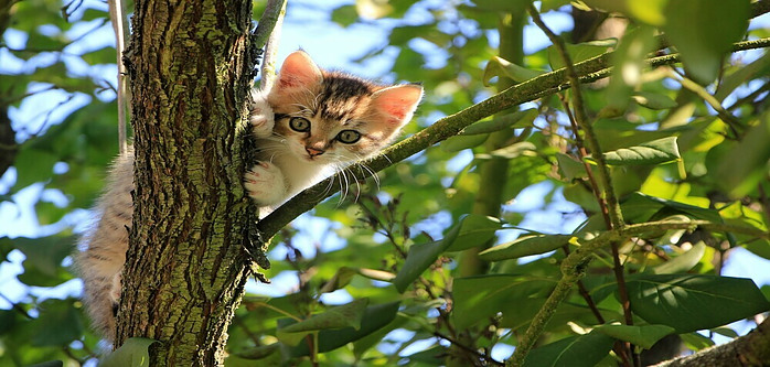 A kitten in a tree